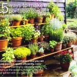 garden-plants-ideas-7