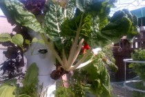 growing-a-vegetable-garden-71
