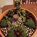 miniature-garden-plants-91