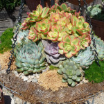 succulent-garden-ideas-7