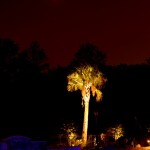 outdoor-tree-lighting-ideas-7